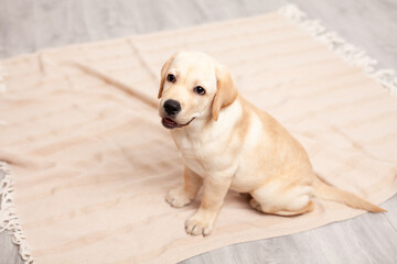 Fototapeta na wymiar Cute Labrador puppy sits on the floor under the blanket of the house. Pet. Dog.