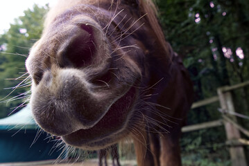 Close up of the snout of a brown Icelandic horse