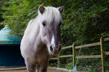 White Icelandic horse looking at the camera