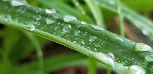 dew on grass
