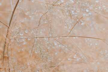 Brick colored, ochre colored plants in autumn in raindrops in wet weather, autumn beautiful...