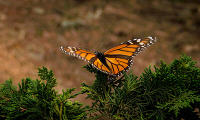 Monarch butterfly