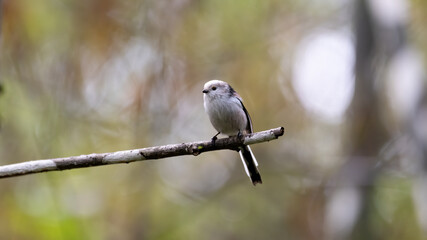 bird, natur, wild lebende tiere, tier, ast, baum, schnabel, wild, bird, spatz,