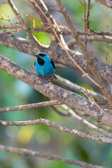 The beauty of the male Blue Dacnis also known as the Blue Sai perched among the branches of a tree. Species Dacnis cayana. Blue bird. Birdwatching.