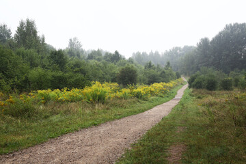 Fototapeta premium Foggy day in the park. Summer time. Green grass and trees. Walking pathway 