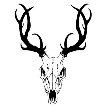 drawing of a deer skull with antlers on a white background