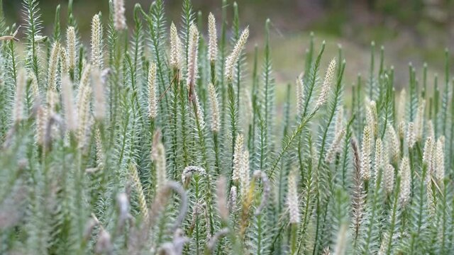 The green stiff clubmoss plants on the field as seen on a closer look in Estonia