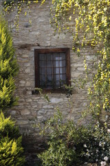 old window with ivy
