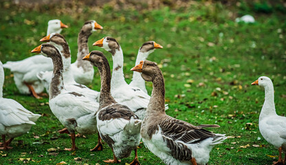 Obraz premium group of geese