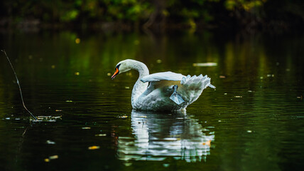 white swan in the water