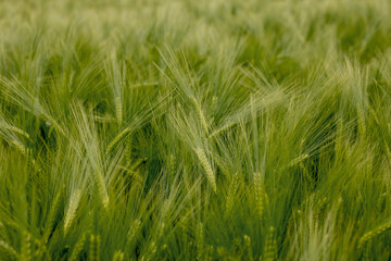 Ripening ears of meadow wheat field. Rich harvest Concept. Ears of green wheat close up.