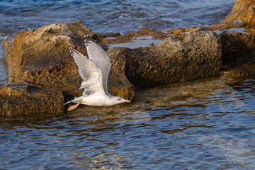 Fototapeta na wymiar Seagull flying against the background of the sea and stones.