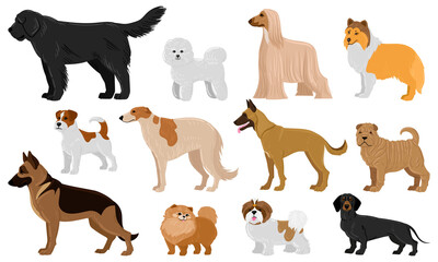 Cartoon puppy dogs breeds pets cute characters. Dachshund, shepherd, malinois and jack russell terrier vector illustration set. Domestic collie and shar pei dogs