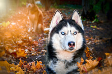 Funny siberian Husky lying in the yellow leaves. Yellow autumn leaves. Dog on the background of...