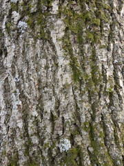 Tree bark and green moss