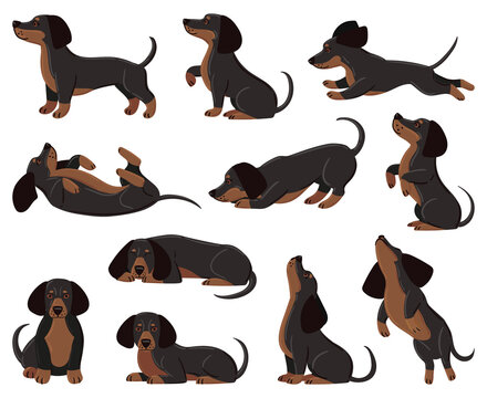Cute cartoon dachshund dog breed in various poses. Dachshund adorable character sleeping, walking, playing vector illustration set. Domestic dachshund pet