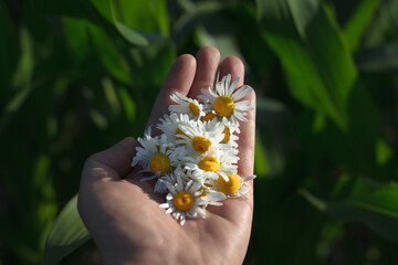 Men's hands with fresh flowers of chamomile pharmacy, close-up. A full handful of chamomile.