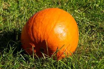 A beautiful large ripe pumpkin in the autumnal sun	