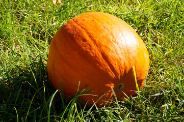 A beautiful large ripe pumpkin in the autumnal sun