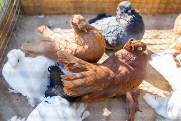 White, cream, speckled decorative pigeons in a cage. Pigeons for breeding. Live birds