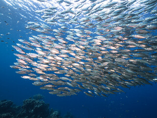Seascape with Bait Ball, School of Fish in the turquoise water of coral reef in Caribbean Sea,...