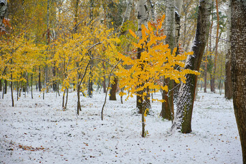 Autumn winter snow park view. First snow in autumn city.