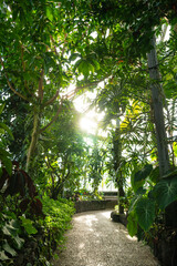 lightray in Greenhouse hallway, botanical garden (tall)