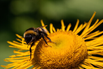 bumblebee on yellow flower