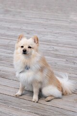 Obraz premium White pomeranian spitz sitting on the deck