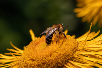 butterfly on a flower