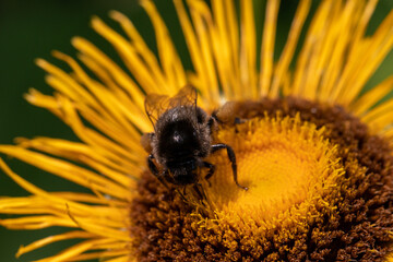 bumblebee on yellow flower