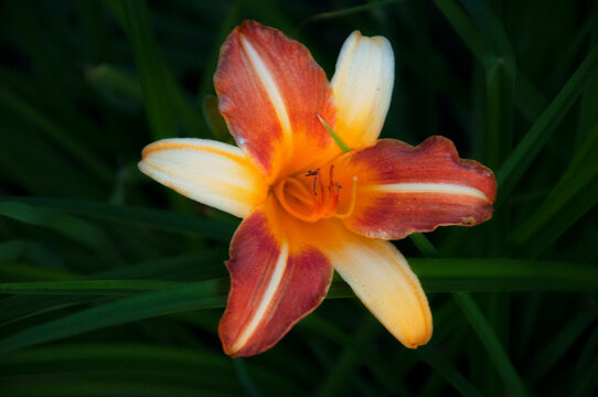 Daylily orange blooming. High quality photo