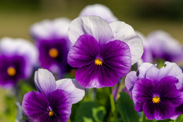Purple pansies in bloom