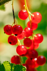 red currant berries
