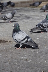 pigeon on the street