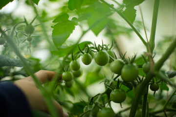 Green mini tomatoes selective focus
