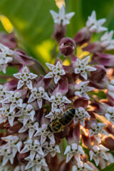 bee on a flower. Asclepias syriaca - common milkweed
