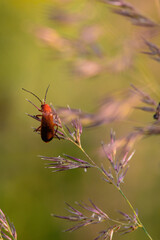 bug on a leaf