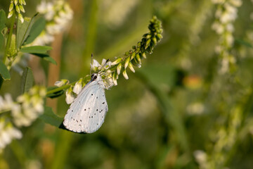 butterfly on a flower, Melilotus albus