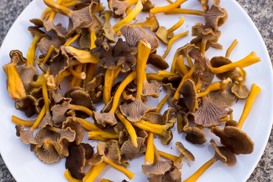 Craterellus tubaeformis, yellowfoot, winter mushroom, funnel chanterelle