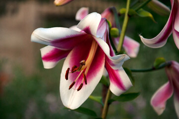 Friso lily flower. High quality photo