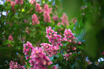 pink flowers chestnut in the garden