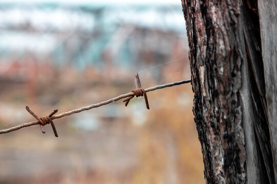Rusty barbed wire in an abandoned field