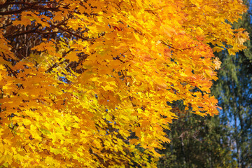 Maples with yellow leaves in the autumn park.