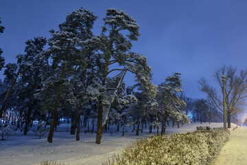 Winter park in the evening covered with snow