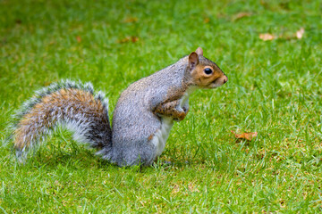 We all learn to be attentive, queue and wait our turn. exemplary squirrel