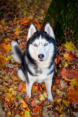 The blue-eyed Siberian Husky on the yellow leaves