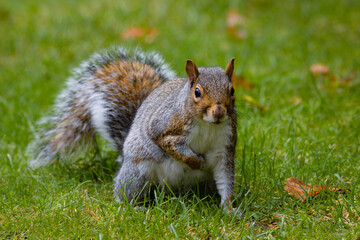 Felt like miss squirrel wanted a conversation with me a human.