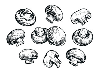 Mushrooms set, hand drawn sketch. Food concept. Champignon vector illustration