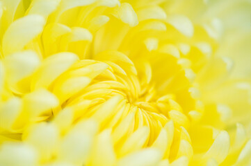 Bright floral background. Yellow chrysanthemum close-up, side view. Beauty of nature